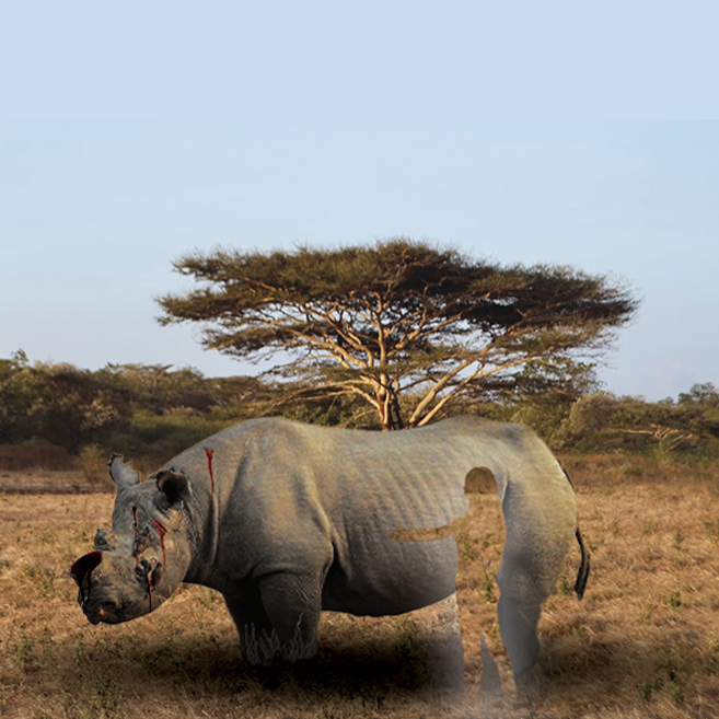 image projet de spécialité